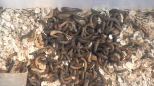 image of mealworms
