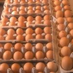 image of eggs in cartons