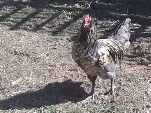 image of new easter egger rooster
