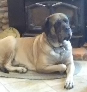 image of Ida - English Mastiff 7 years old