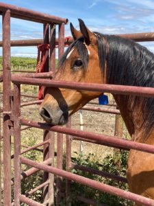 image of horse head _ monarch at kill buyer lot