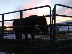 image of silhouette of Monarch in a winter sunset