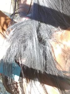 image of id tag on horse