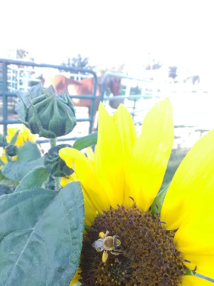 image of sunflower and horse
