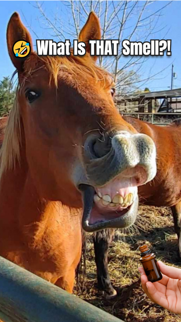 Image of Thor flehmen after smelling essential oils.