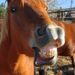 Image of Thor flehmen after smelling essential oils.