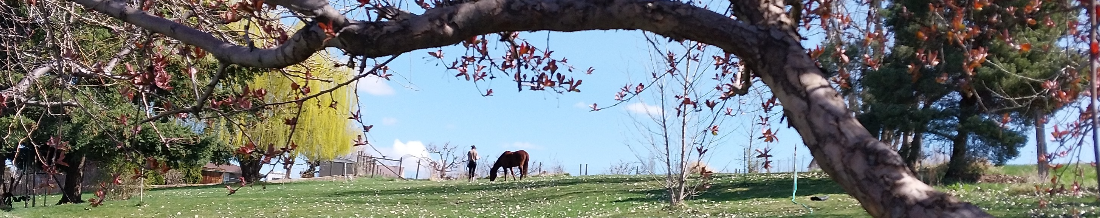 image of horse grazing