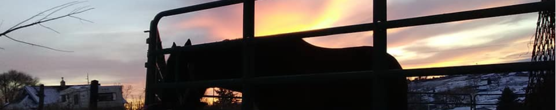 image of horse silhouette at sunset