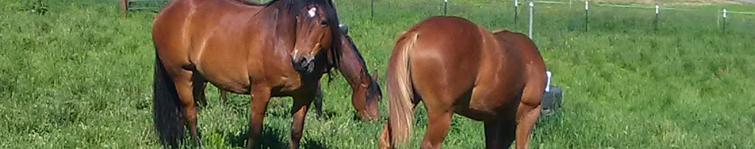 image of horses grazing